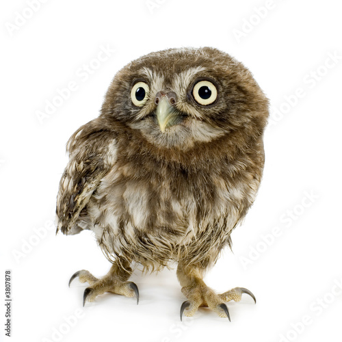 young owl in front of a white background photo