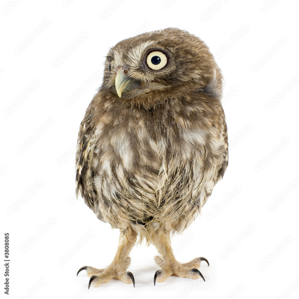 Naklejka premium young owl in front of a white background