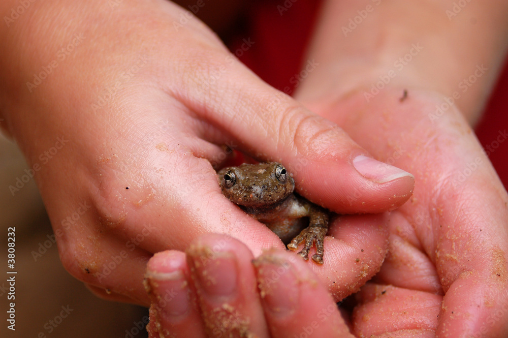 A girl holds a frog in her hands. A girl holds a frog in her hands.