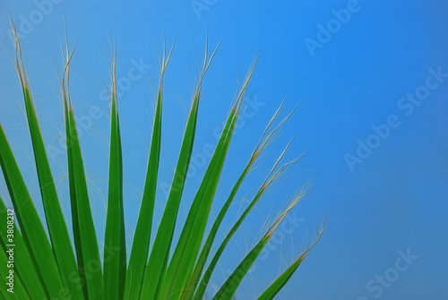 Palm Leaf
