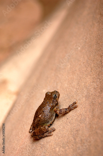 A small frog on a sandstone rock.
