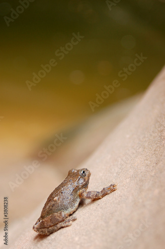 A small frog on a sandstone rock.