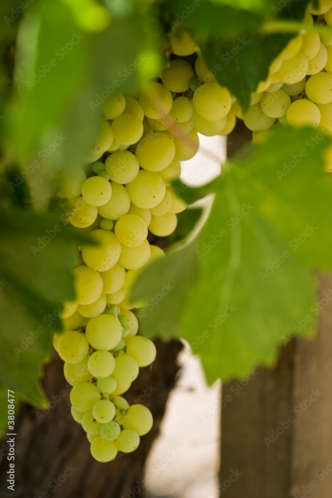 Fototapeta premium Grapes
