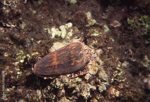 coquillage  photo