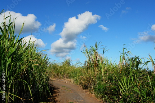 chemin agricole: virage a gauche 