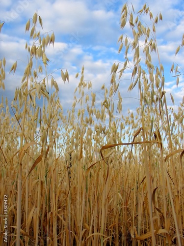 oats field