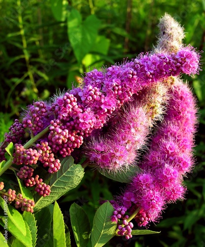 Canvas Print amaranthine detritus downy flowers