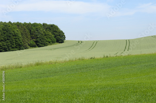 Landscape with fields and forest