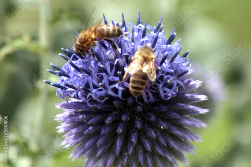 abeilles et chardon photo