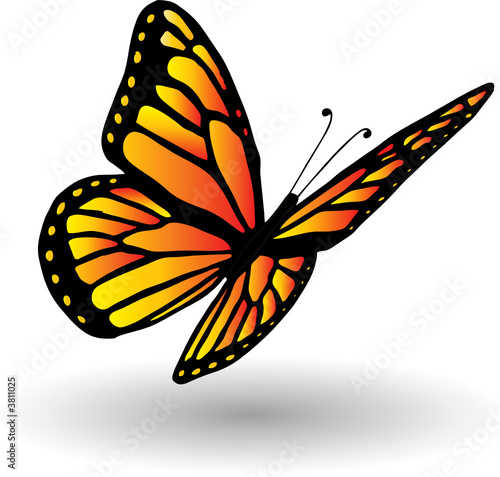 Hand drawn butterfly illustration