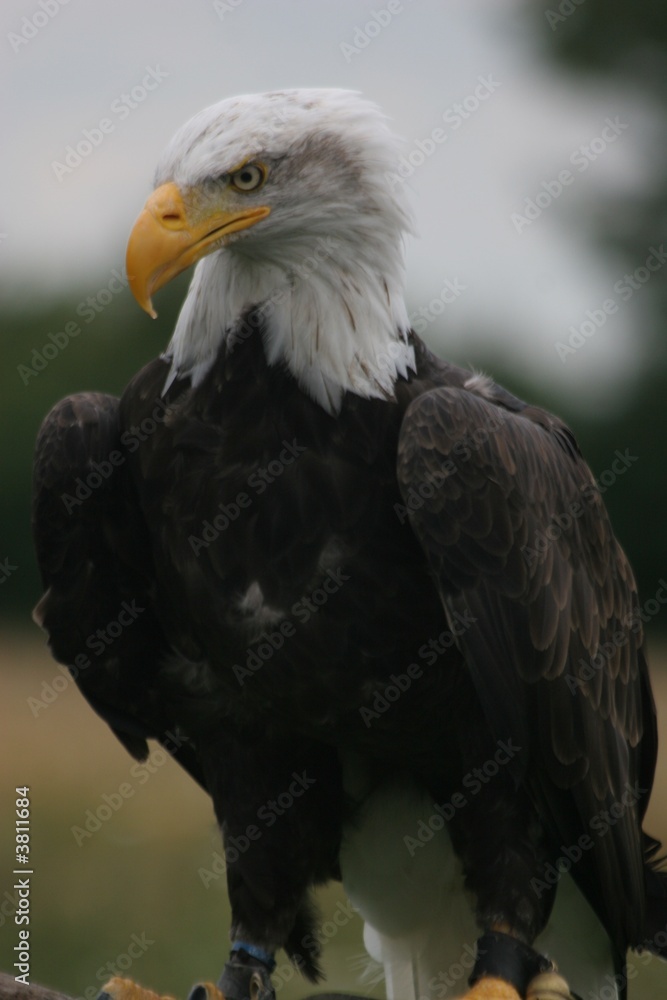 Obraz premium american bald eagle
