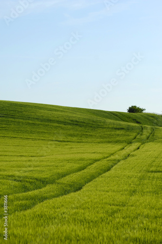 Green field and tree on top of the hill