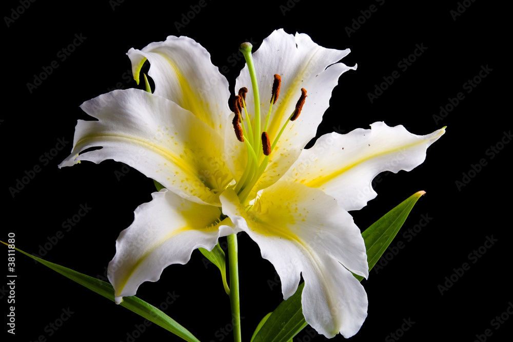 Fototapeta premium white lily on black background