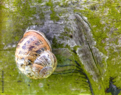Garden Snail climbing on a wooden post