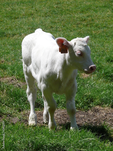 A white calf in a field