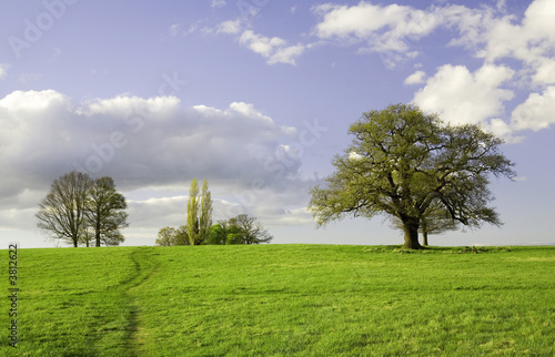 Green field with trees and bright blue sky. Essex  Great Britain