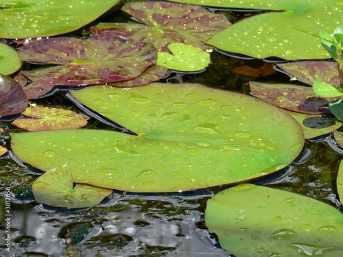 Water lillies