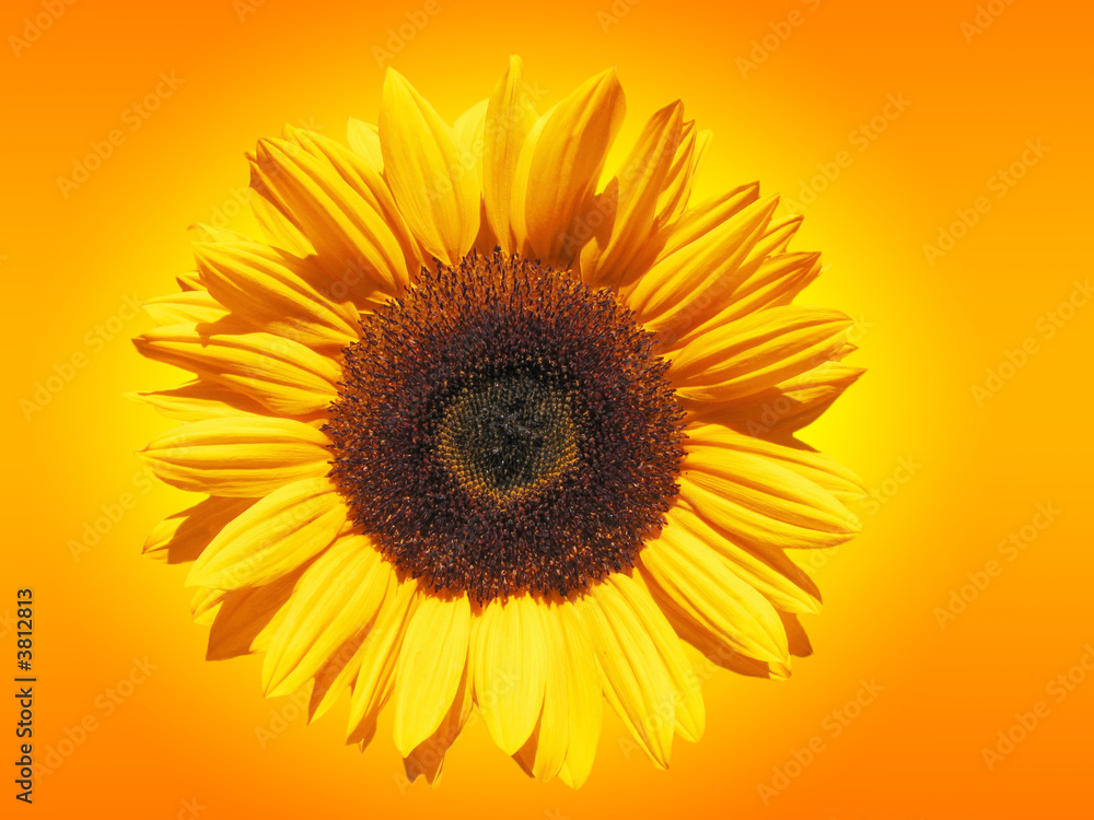 Sonnenblume Sonnenblume