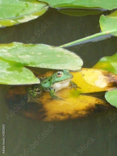 Frosch