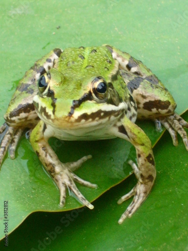 Frosch