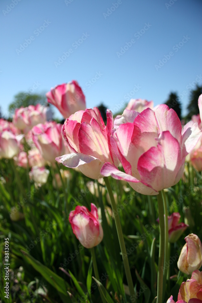 Obraz premium Pink and White Tulips 2
