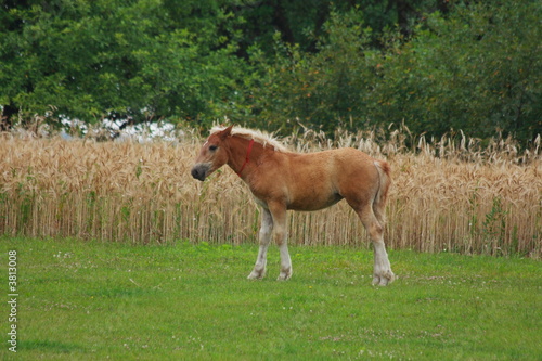 Poulain