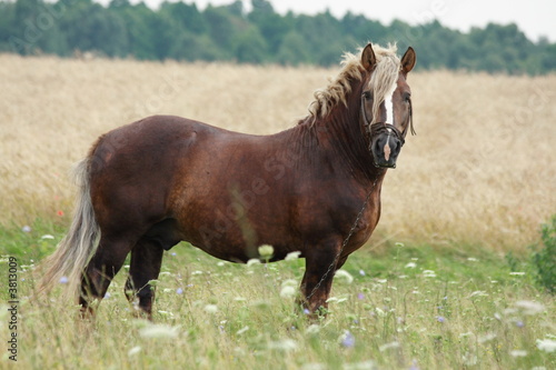 Cheval photo