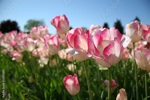 Pink and White Tulips