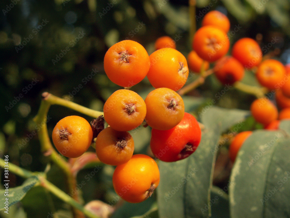 rowan rowan