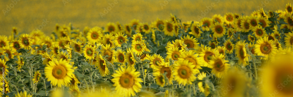 tournesols et soleil tournesols et soleil