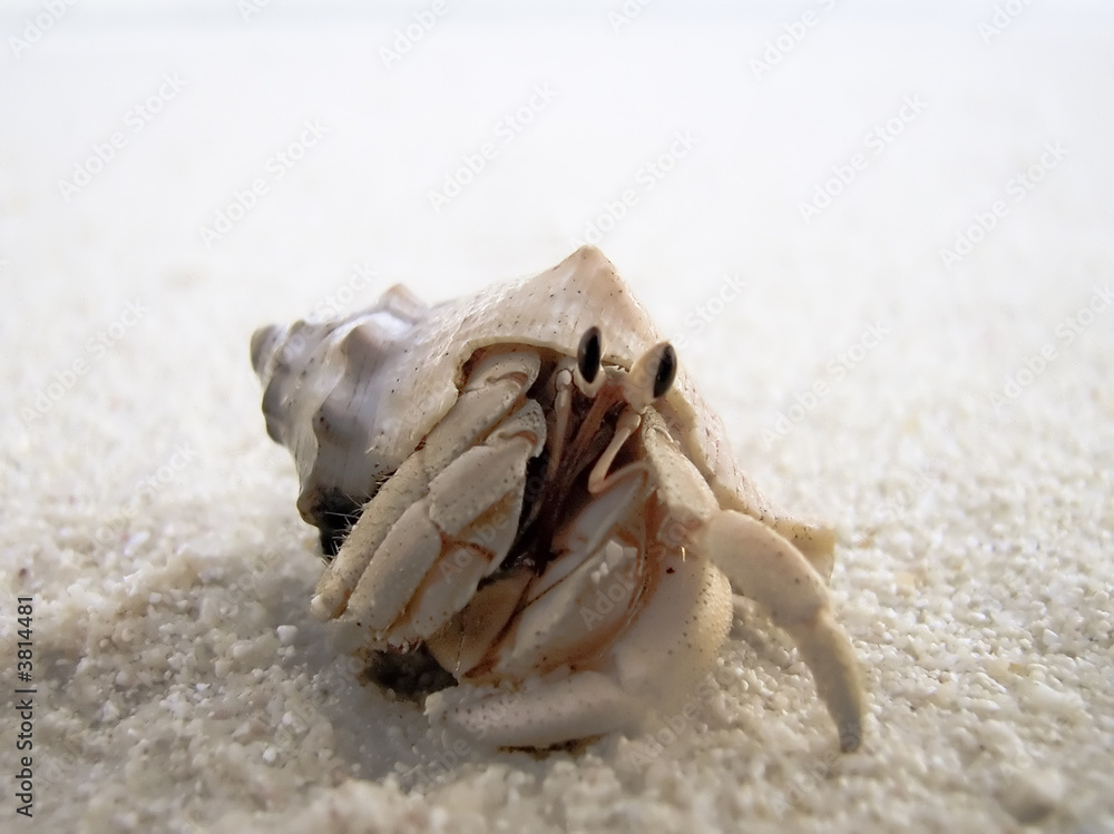 Common hermit crab on the sandy beach