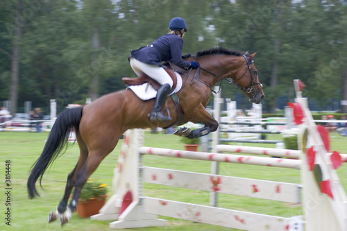 Jumping horse at a competition. Focus on the head of the horse