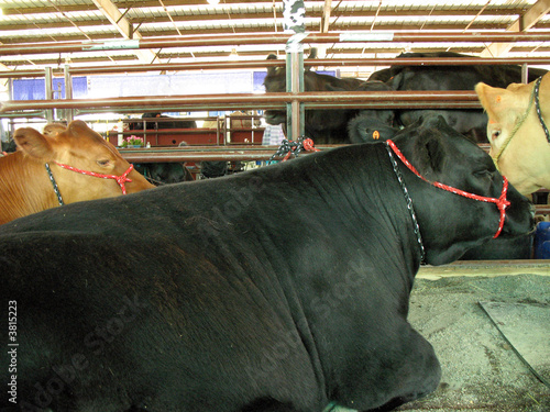 cow