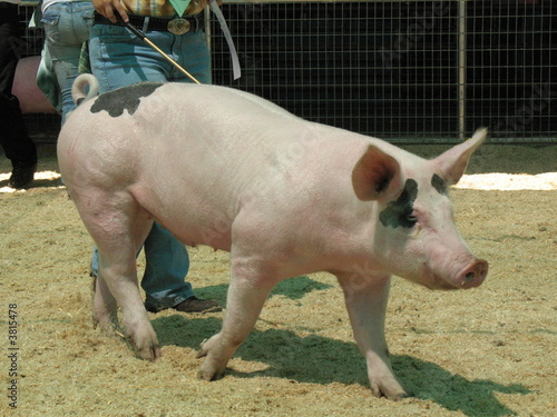 pig