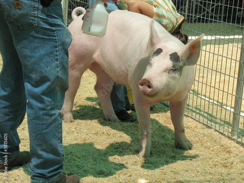 pig