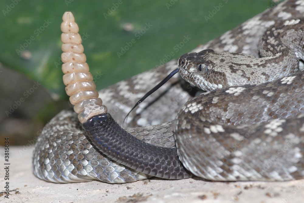 Fototapeta premium A Texas black-tailed rattlesnake 