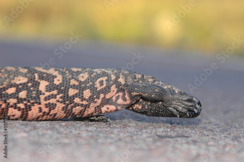 A gila monster appears to be hiding it's face 