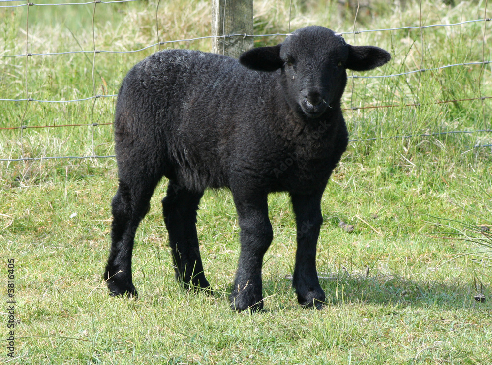 cute black lamb