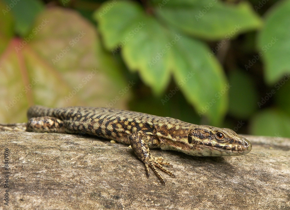 reptile reptile
