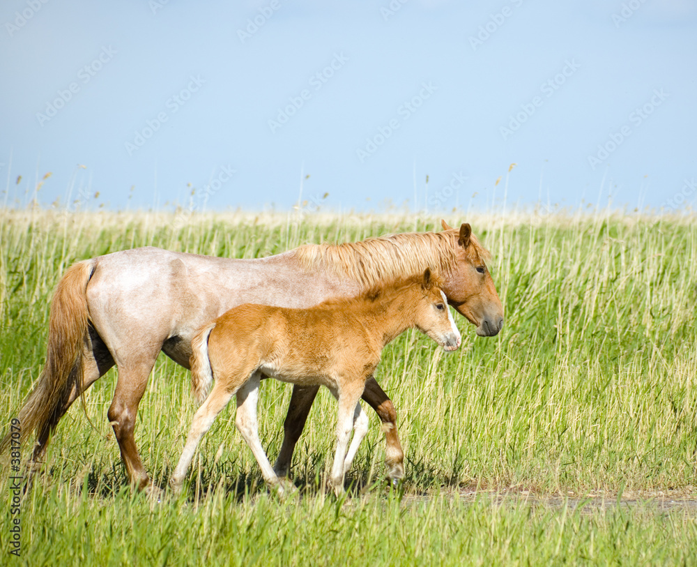 Horses family. Mare with colt. Near Chany lake, Novosibirsk Horses family. Mare with colt. Near Chany lake, Novosibirsk