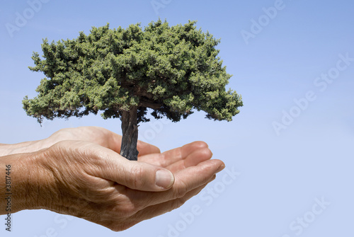 Hände mit Baum