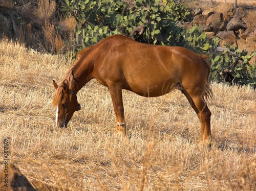 cavallo che pascola