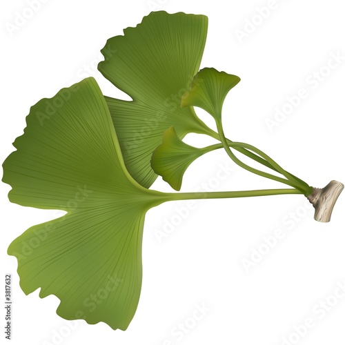 Ginko Biloba
