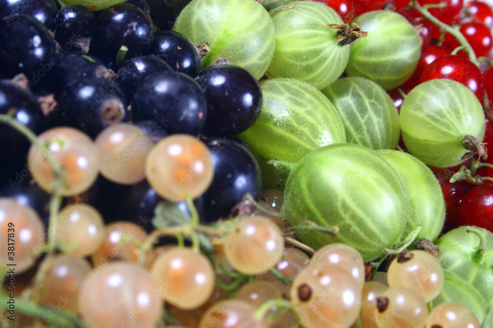 fresh red, white, black currants and gooseberry fresh red, white, black currants and gooseberry
