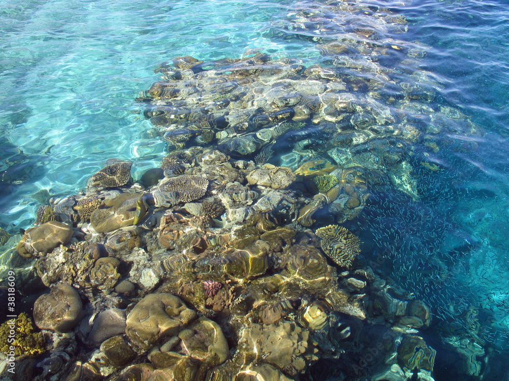 Corals reefs nature reserve in the Red Sea Eilat Israel Corals reefs nature reserve in the Red Sea Eilat Israel