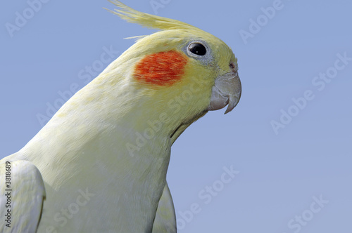 Lutino cockatiel