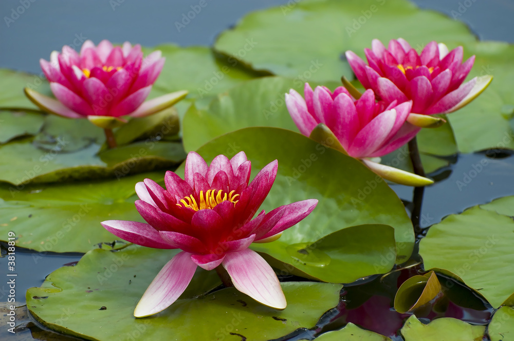 Pink exotic waterlilies blooming in pond Pink exotic waterlilies blooming in pond