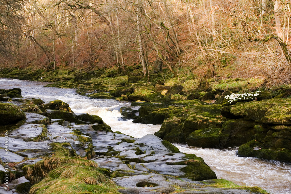 Fototapeta premium The Strid in strid wood, near Bolton Abbey in North Yorkshire
