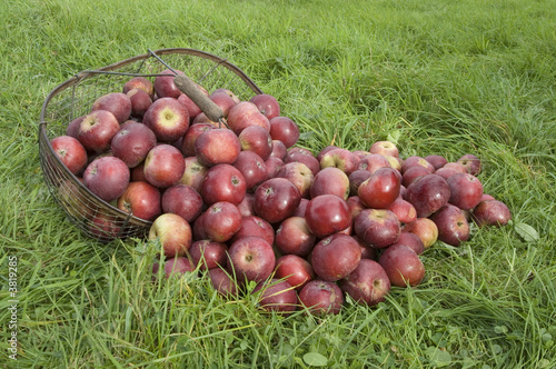 Normandie panier pommes