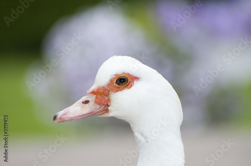 Duck closeup